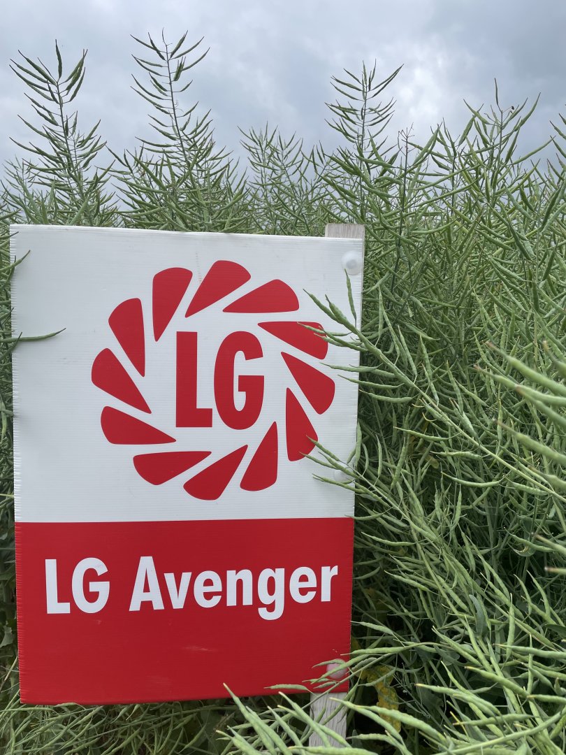 ŘEPKA LG Avenger LIMAGRAIN