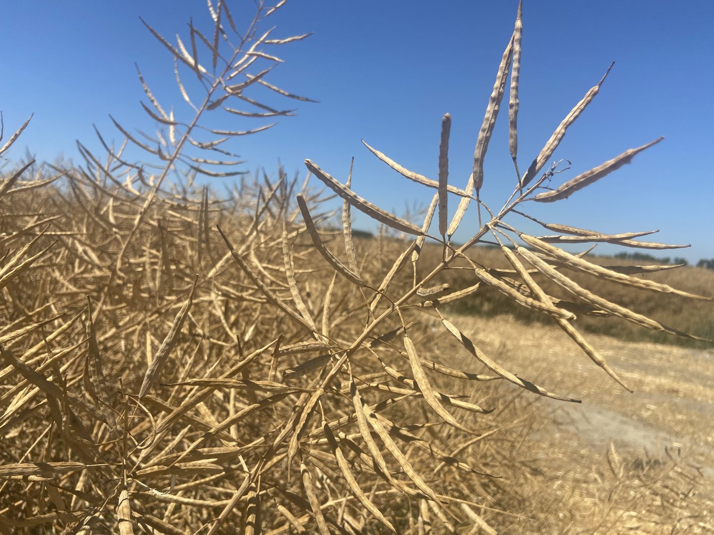 LG Avenger 7,52 t/ha